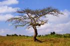 Acacia Tree